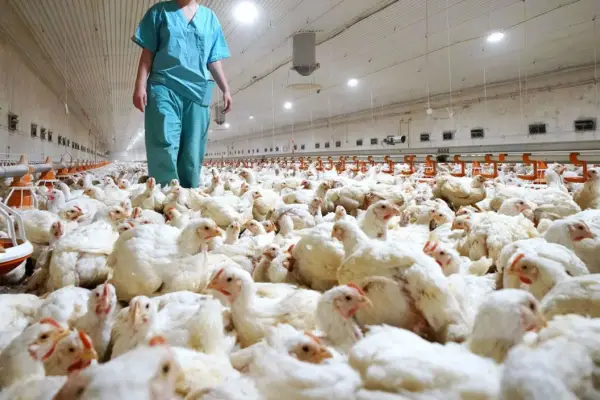 Exportaciones pausadas a causa de los nuevos casos de influenza aviar