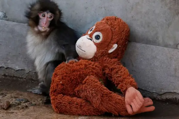 La imagen del mono Punch y el peluche Djungelskog, adorablemente comestible