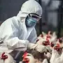 Nuevos casos de influenza aviar en el país
