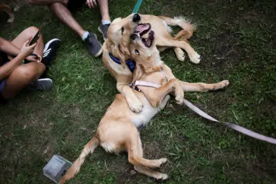 Argentina rompió un récord mundial con el encuentro más grande de golden retriever en el mundo