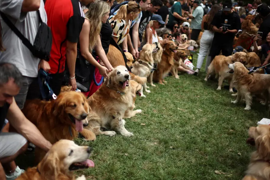 Los Golden Retrievers y sus dueños participan en una reunión que busca romper el récord mundial de la reunión más grande de la raza, en Buenos Aires, Argentina, el 8 de diciembre de 2025. REUTERS/Agustin Marcarian