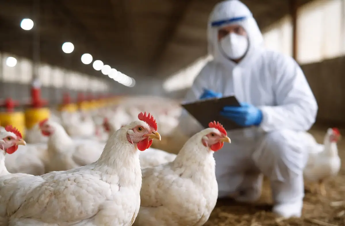 Brote de influenza aviar en Córdoba: ¿puede contagiarse a humanos?