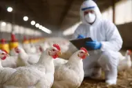 Brote de influenza aviar en Córdoba: ¿puede contagiarse a humanos?