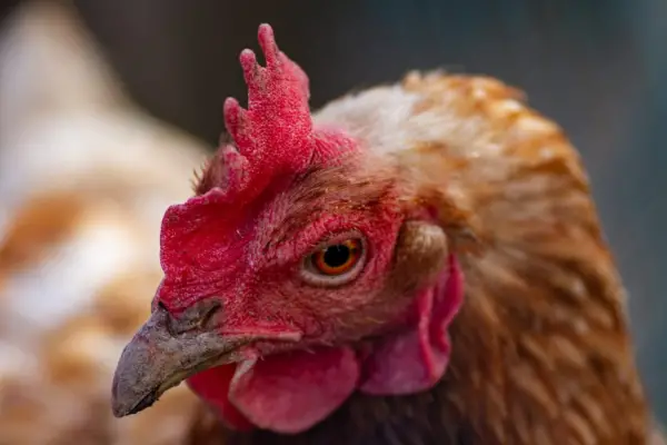 Córdoba registró su primer brote de influenza aviar en aves comerciales