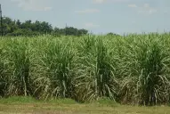 Eeaoc: aunque de forma heterogénea, el campo se vio favorecido por las lluvias