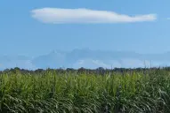 Récords de lluvias y eficiencia productiva