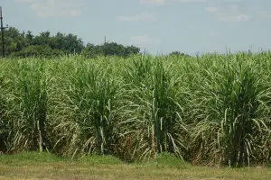 Eeaoc: aunque de forma heterogénea, el campo se vio favorecido por las lluvias