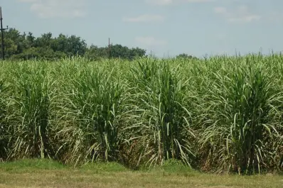 Eeaoc: aunque de forma heterogénea, el campo se vio favorecido por las lluvias