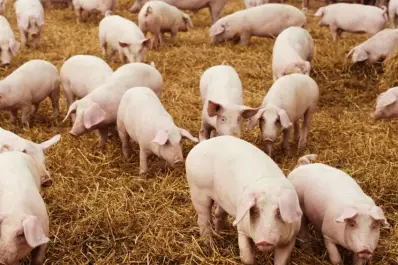 Se destinaron $13 millones a mejorar el sector porcino