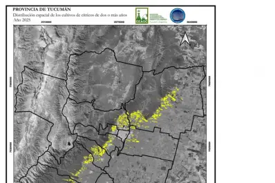 Se busca conocer la superficie destinada al citrus en Tucumán