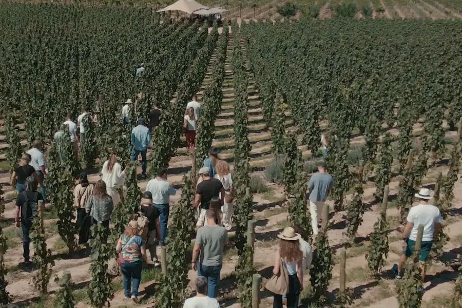 Vino, gastronomía, cultura y música: La Vendimia de El Bayeh se celebra en la Quebrada de Humahuaca