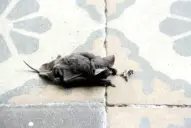 Mordida de murciélago en una escuela rural: evacuaron de urgencia a la directora en helicóptero