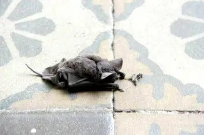 Mordida de murciélago en una escuela rural: evacuaron de urgencia a la directora en helicóptero