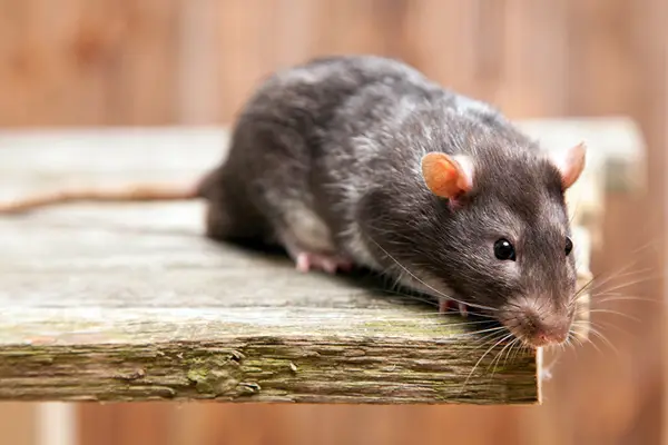 Expertos desmienten mitos y explican cómo eliminar las ratas en el hogar
