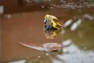 ¿Qué futuro les puedo dar a mis hijos acá?: el lamento de una vecina de La Madrid tras la inundación