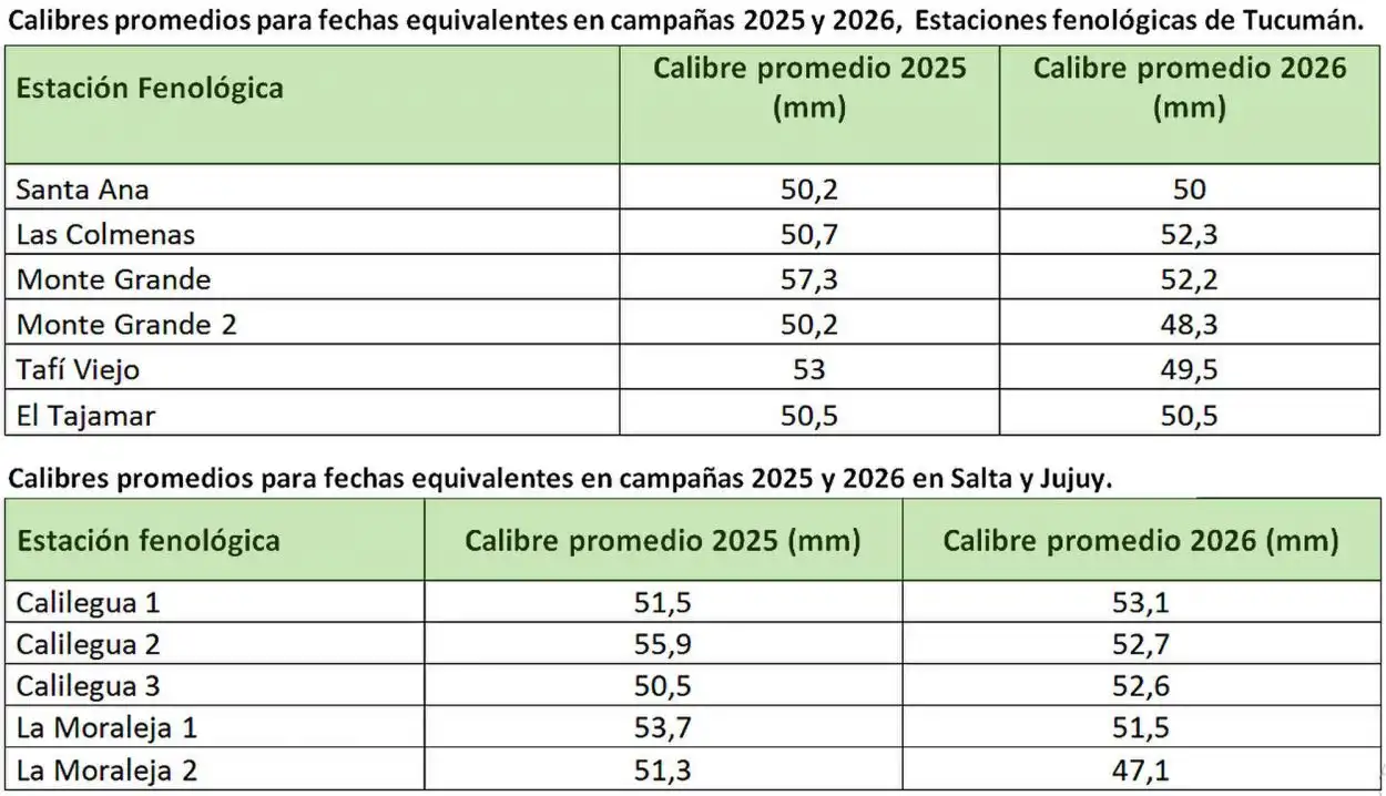 Estudio fenológico: el limón, ligeramente más pequeño que la campaña pasada