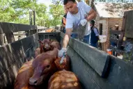 Argentina sigue certificada libre de fiebre aftosa