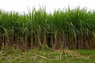 Todavía es muy prematuro realizar estimaciones de producción en los cañaverales tucumanos