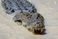 Inundaciones históricas desatan una invasión de cocodrilos en este país y generan alarma global