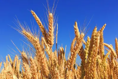 Jornada sobre Cultivos de Granos Invernales 2026