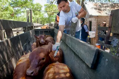 Argentina sigue certificada libre de fiebre aftosa