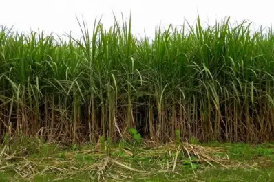 Todavía es muy prematuro realizar estimaciones de producción en los cañaverales tucumanos