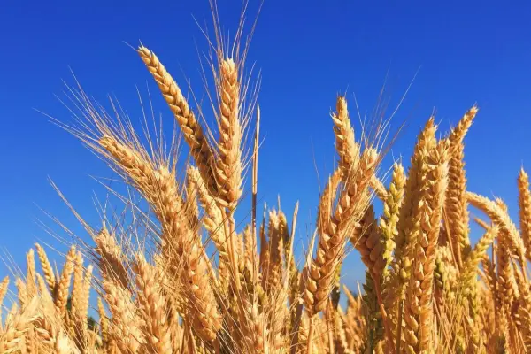 Jornada sobre Cultivos de Granos Invernales 2026