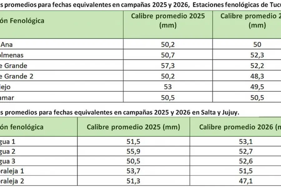 Estudio fenológico: el limón, ligeramente más pequeño que la campaña pasada