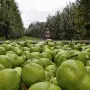 Desafíos y crecimiento de la fruticultura