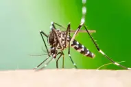 Confirman casos de chikungunya en tres barrios de Yerba Buena, pero aseguran que “la situación está controlada”