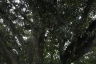 La caída del gomero: historia, patrimonio y legado de un gigante urbano