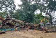 Una postal impactante frente al Cementerio del Oeste: cayó el histórico gomero