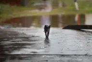 Colecta por el sur tucumano: buscan ayuda para las familias y los animales heridos