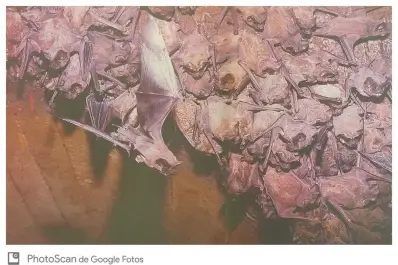 Recuerdos fotográficos: la colonia de murciélagos de Escaba