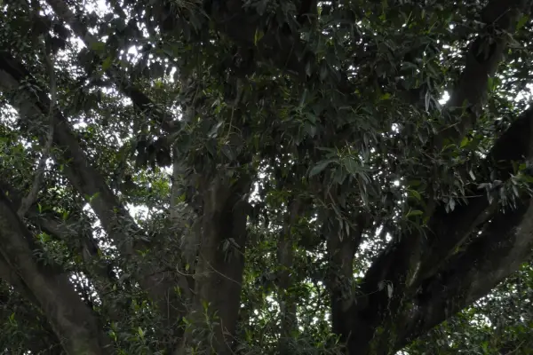 La caída del gomero: historia, patrimonio y legado de un gigante urbano