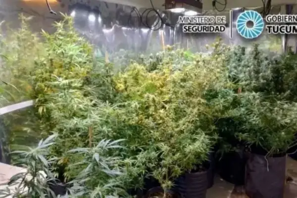 Resolución judicial en el caso Érika: El militar Sosa deberá afrontar una causa por la marihuana que cultivaba