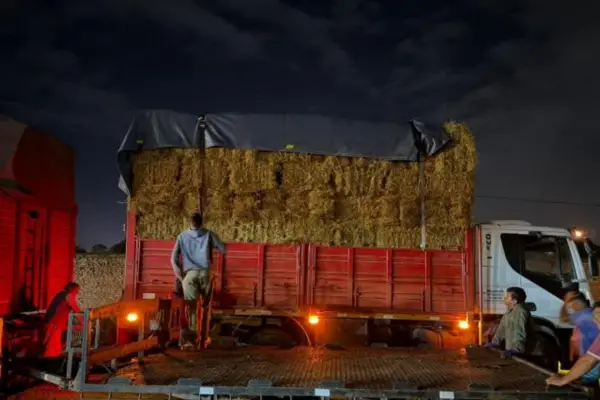 Refuerzan la entrega de alimentos y atención veterinaria en zonas afectadas por las tormentas