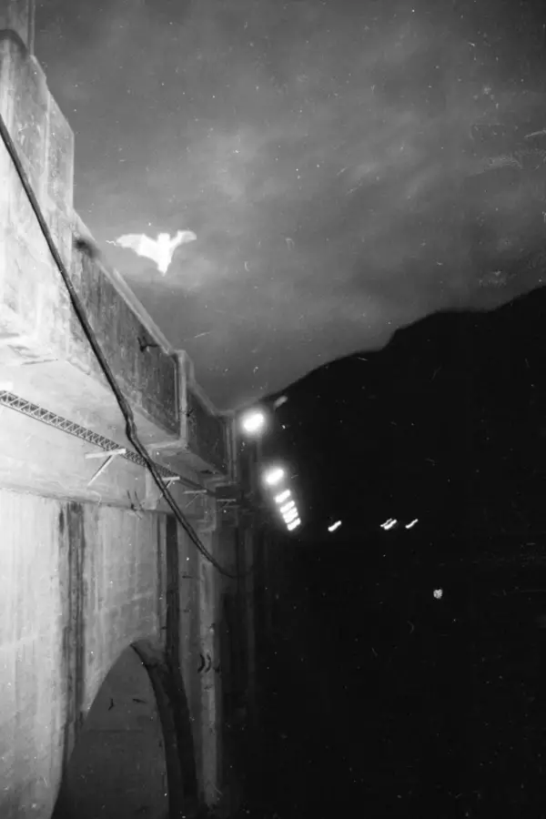 Recuerdos fotográficos: la colonia de murciélagos de Escaba