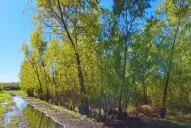 El INTA busca restaurar bosques ribereños con especies tolerantes al anegamiento