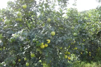 Casi el 72% de los cítricos en Tucumán se ubica en el rango que va de los dos a 22 años de edad