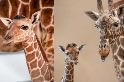 Eugene, la jirafa de dos meses que enterneció al mundo con su divertido peinado