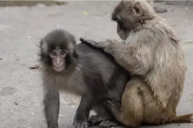 No más soledad para el mono Punch: qué hay de cierto sobre su nueva “novia”