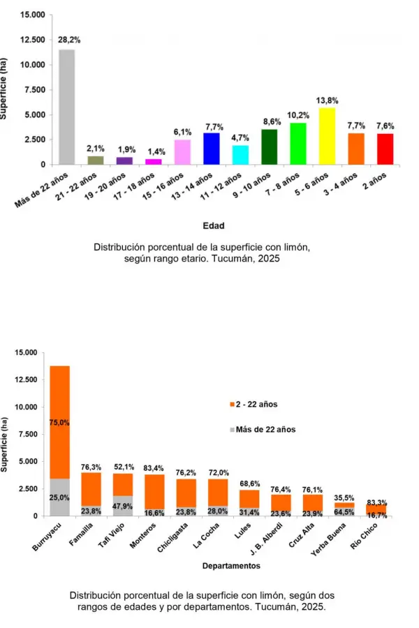 Casi el 72% de los cítricos en Tucumán se ubica en el rango que va de los dos a 22 años de edad