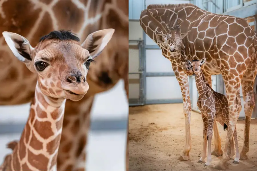 Eugene, la jirafa de dos meses que enterneció al mundo con su divertido peinado