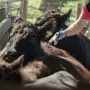Aftosa: veterinarios acreditados por Senasa podrán aplicar las vacunas