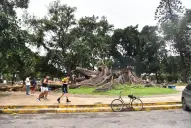 La caída el gomero: harán un cantero y bancos en el lugar del árbol centenario