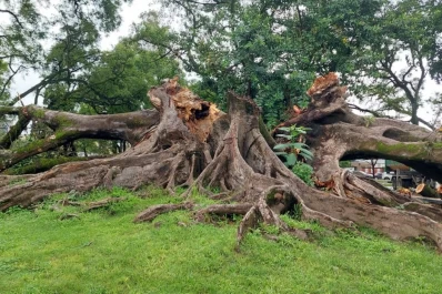 Tras la caída del gomero histórico: el arbolado urbano está bajo debate abierto en Tucumán