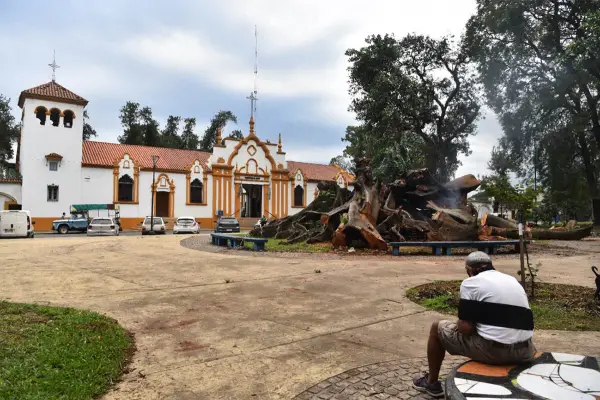 La caída el gomero: harán un cantero y bancos en el lugar del árbol centenario