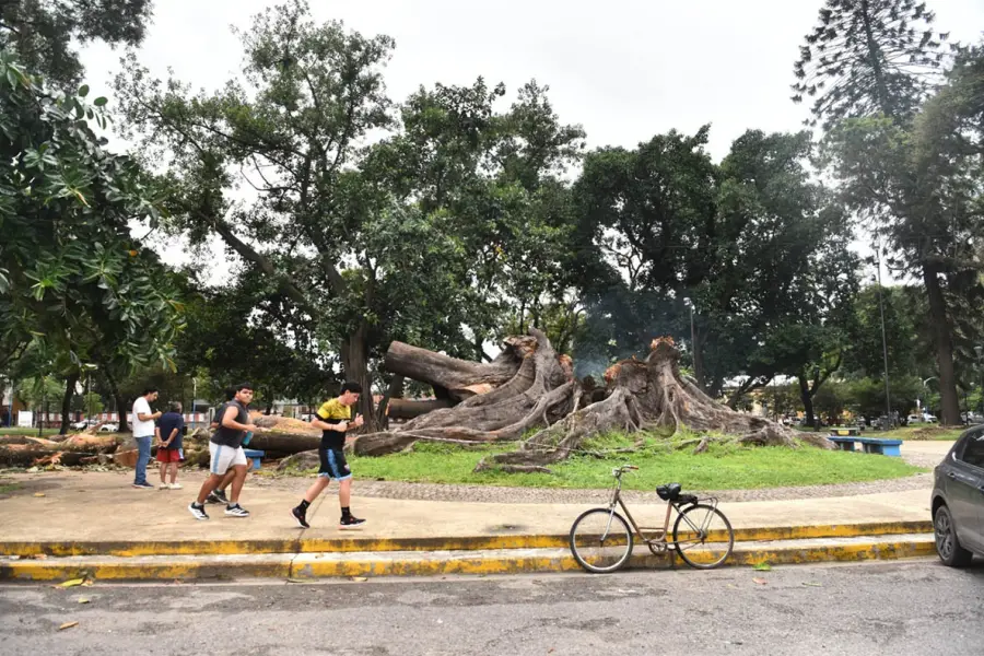 PLAN. Las partes pequeñas del árbol serán trituradas para hacer abono.