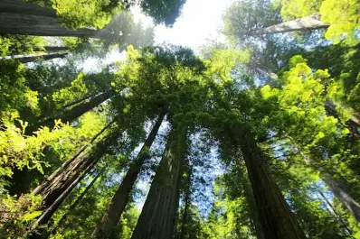 El gigante de Sudamérica: un árbol de 88 metros inquieta por su tamaño